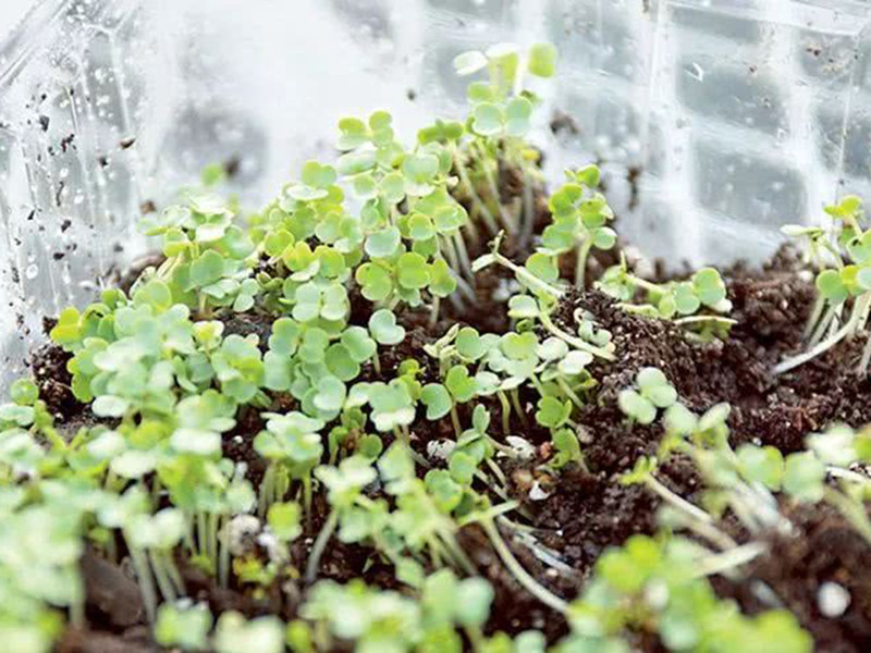 便攜式植物營養(yǎng)測(cè)定儀有什么用 便攜式植物營養(yǎng)測(cè)定儀有什么用