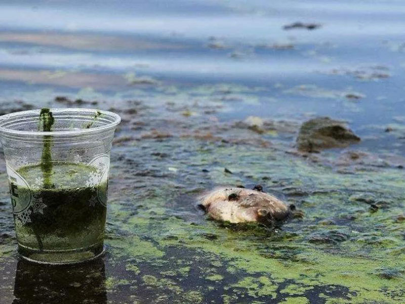 水質(zhì)生物毒性檢測(cè)儀可以測(cè)定工業(yè)排放污水嗎 水質(zhì)生物毒性檢測(cè)儀可以測(cè)定工業(yè)排放污水嗎