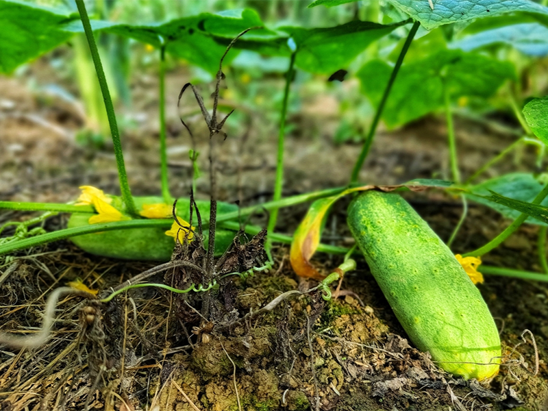 食品安全農(nóng)藥殘留檢測儀作用 食品安全農(nóng)藥殘留檢測儀作用