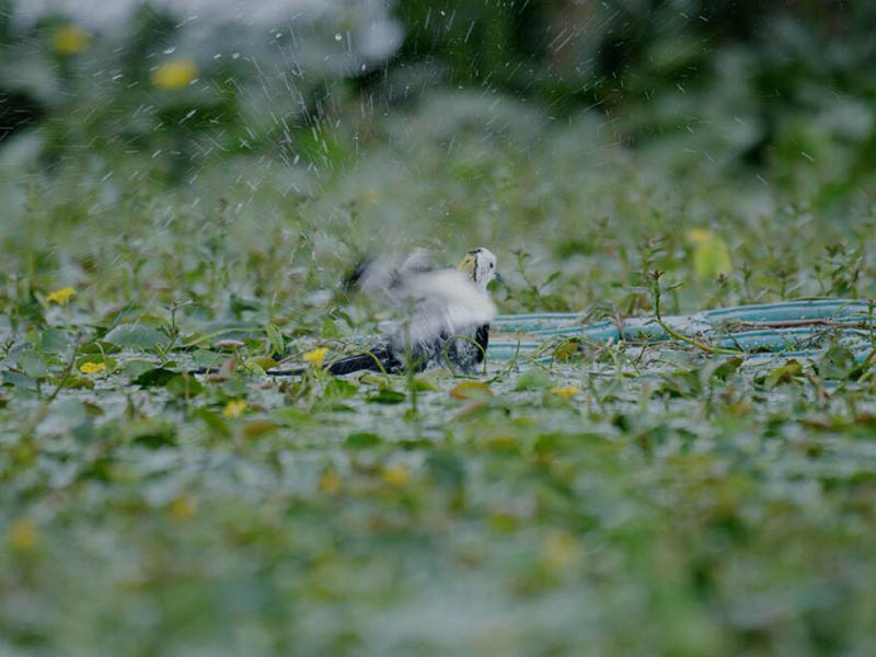 總氮水質(zhì)在線自動(dòng)監(jiān)測(cè)儀原理 總氮水質(zhì)在線自動(dòng)監(jiān)測(cè)儀原理