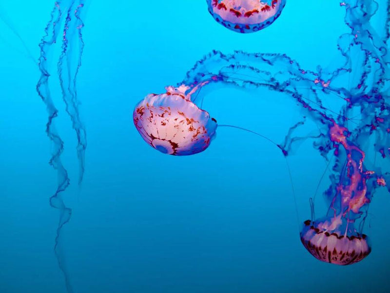 手持總磷檢測儀常見問題及解決方法